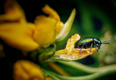 Close-up of insect on flower