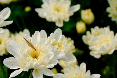 Close-up of insect on white flowering plant