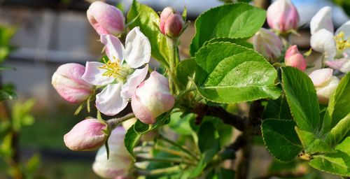 Close-up of pink flowers blooming on tree