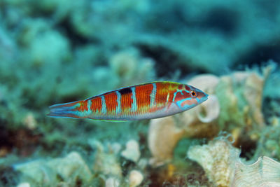 The ornate wrasse, thalassoma pavo from adriatic sea