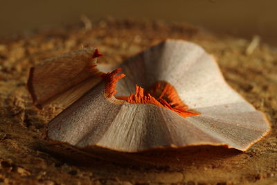 Close-up of dry leaf on wood