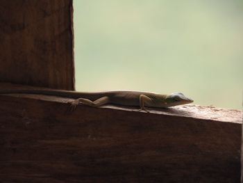 Close-up of lizard on wall