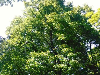 Low angle view of tree in park