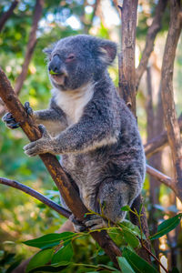 Low angle view of monkey sitting on tree