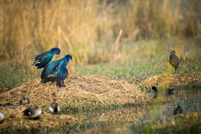 Birds perching on wood