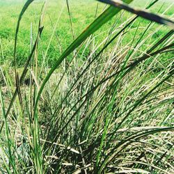 Full frame shot of rice field