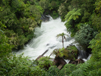 Scenic view of waterfall in forest