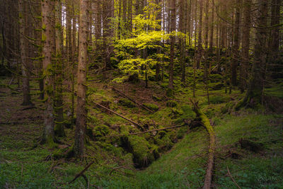 Trees in forest