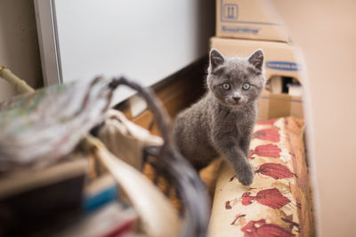 Portrait of cat sitting at home