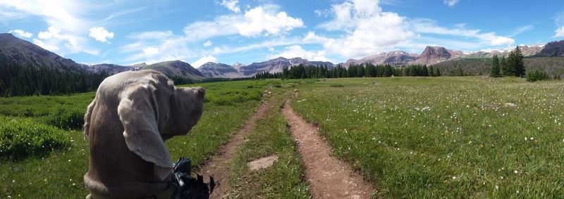 Rear view of panoramic shot of field against sky