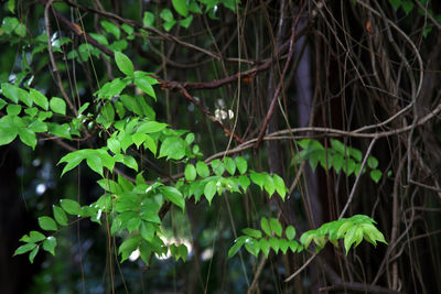 Close-up of green leaves