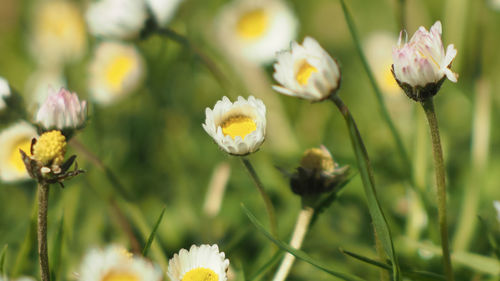 Close-up of white flowering plants