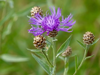 Close-up of purple flowering plant