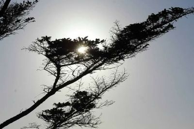 Low angle view of tree against clear sky