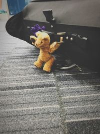 Close-up of dog with toy on road