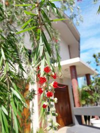 Close-up of flower tree against house