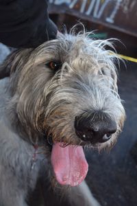 Close-up of dog yawning