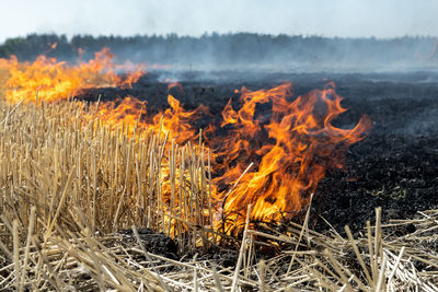 Close-up of bonfire on field