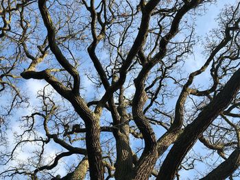 Low angle view of bare tree against sky