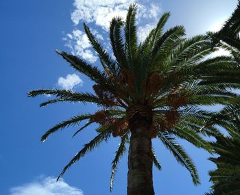 Low angle view of palm trees against blue sky