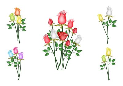 Close-up of plant against white background