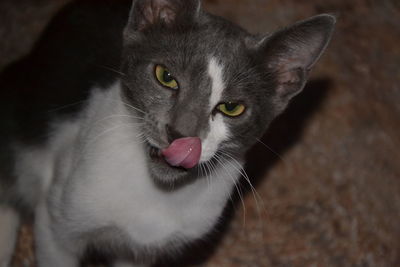 Close-up portrait of a cat