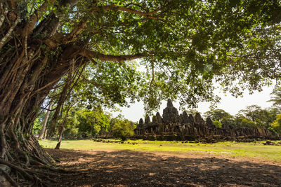 Trees in a temple