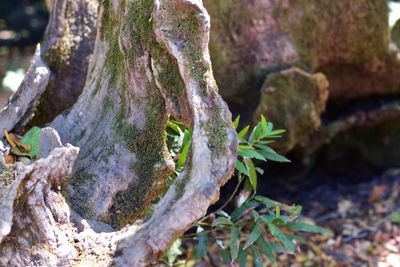 Close-up of moss on tree trunk