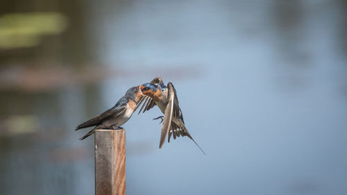 Close-up of bird perching on wooden post