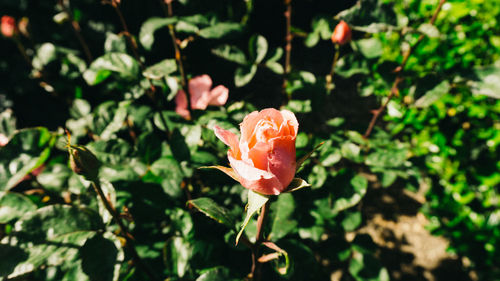 Close-up of rose blooming outdoors