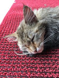 Close-up of cat sleeping