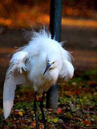 Close-up of snowy egret perching on field