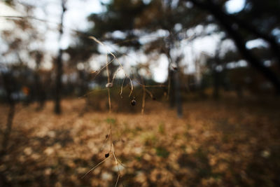 Close-up of dry leaf on field