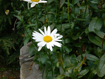 White flowers blooming outdoors