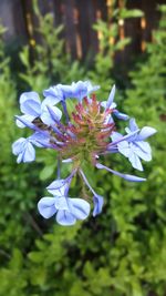 Close-up of fresh flowers blooming outdoors