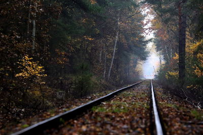 Railroad track amidst trees during autumn