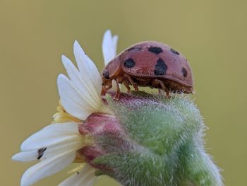 Close-up of insect on flower