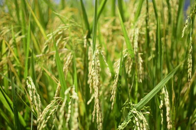 Close-up of stalks in field