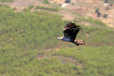 Bird flying over a field