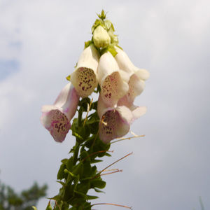 Close-up of pink flowering plant against sky