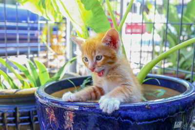 Portrait of kitten