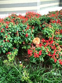 Close-up of red flowers