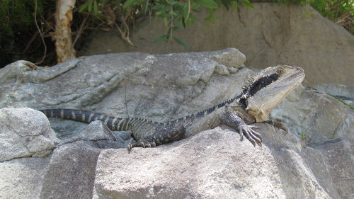 Close-up of lizard on rock