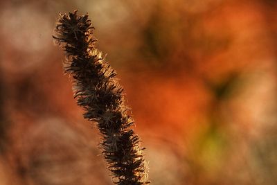 Close-up of plant