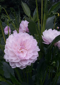 Close-up of pink flower