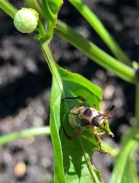 Close-up of bee on leaf