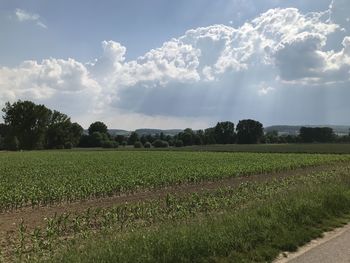 Scenic view of agricultural field against sky