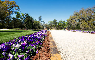 Purple flowering plants in park against blue sky