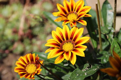 Close-up of yellow flower