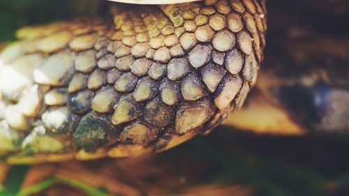 Close-up of snake